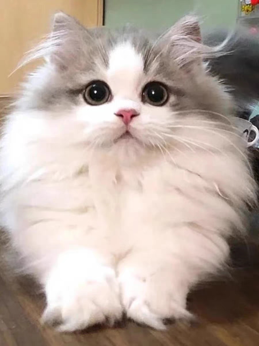 猫舍直销,批发价出售,长毛英短
